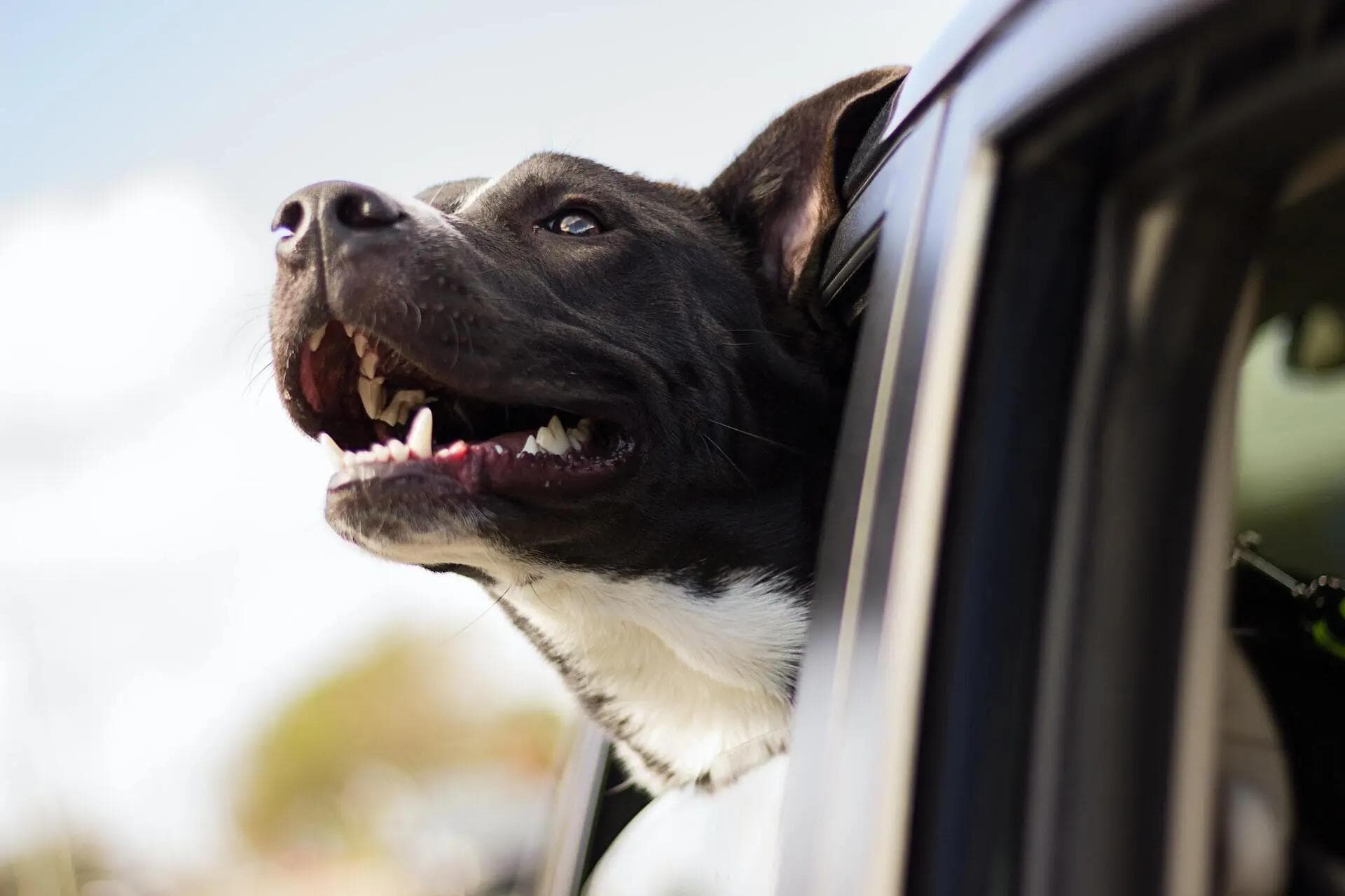 Are Pets Allowed in Car Rentals?